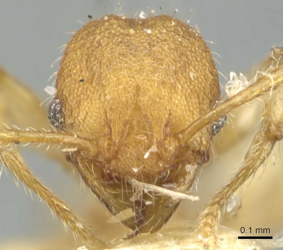 Image of Pheidole nodgii Forel 1905