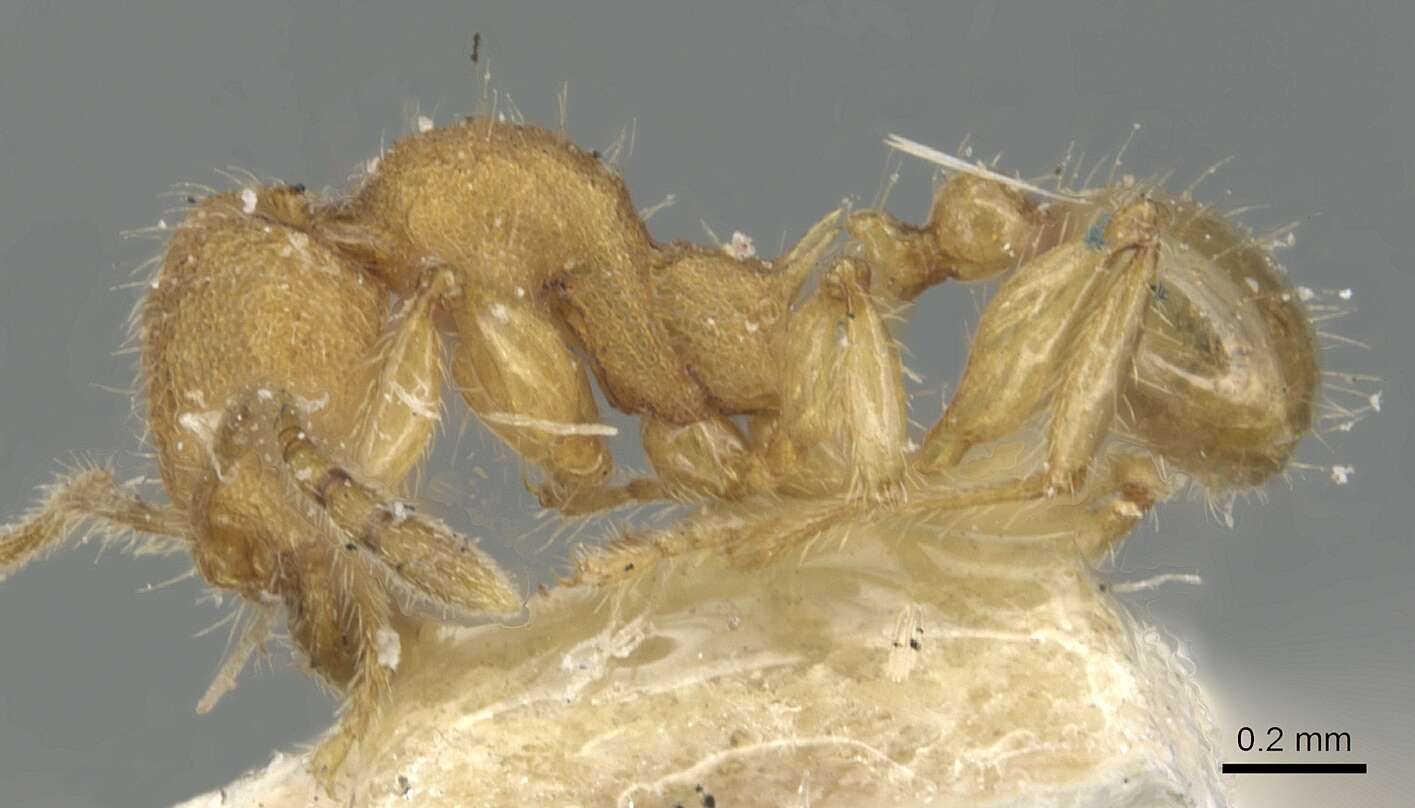 Image of Pheidole nodgii Forel 1905