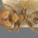 Image of Pheidole magrettii Emery 1887