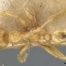 Image of Pheidole butteli Forel 1913