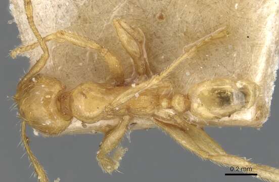 Pheidole butteli Forel 1913 resmi