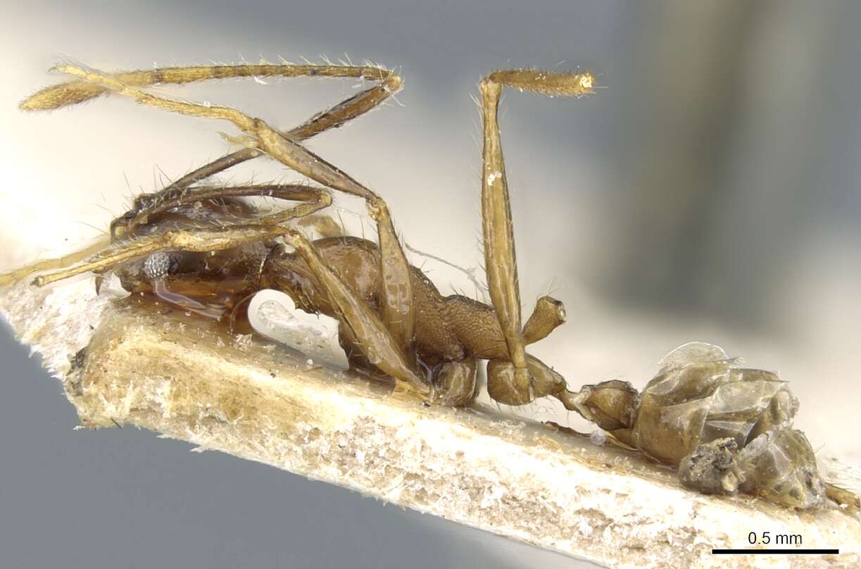 Image of Pheidole aglae Forel 1913