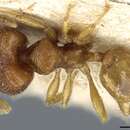 Image of Pheidole rinae Emery 1900