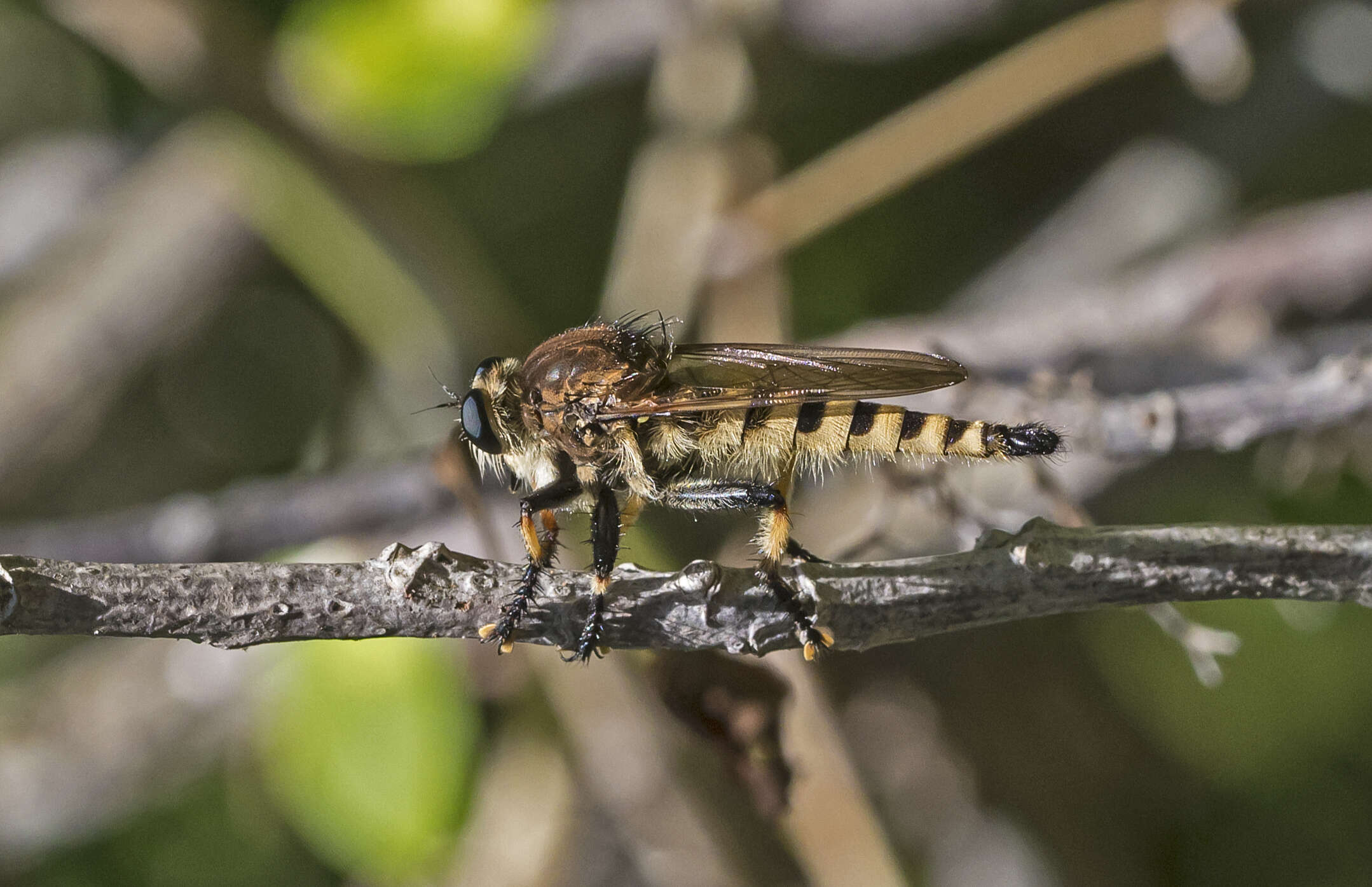 صورة Promachus rufipes (Fabricius 1775)