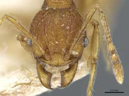 Image of Pheidole quadrensis Forel 1900