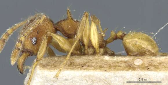 Image of Pheidole quadrensis Forel 1900