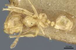 Image of Pheidole hortensis Forel 1913