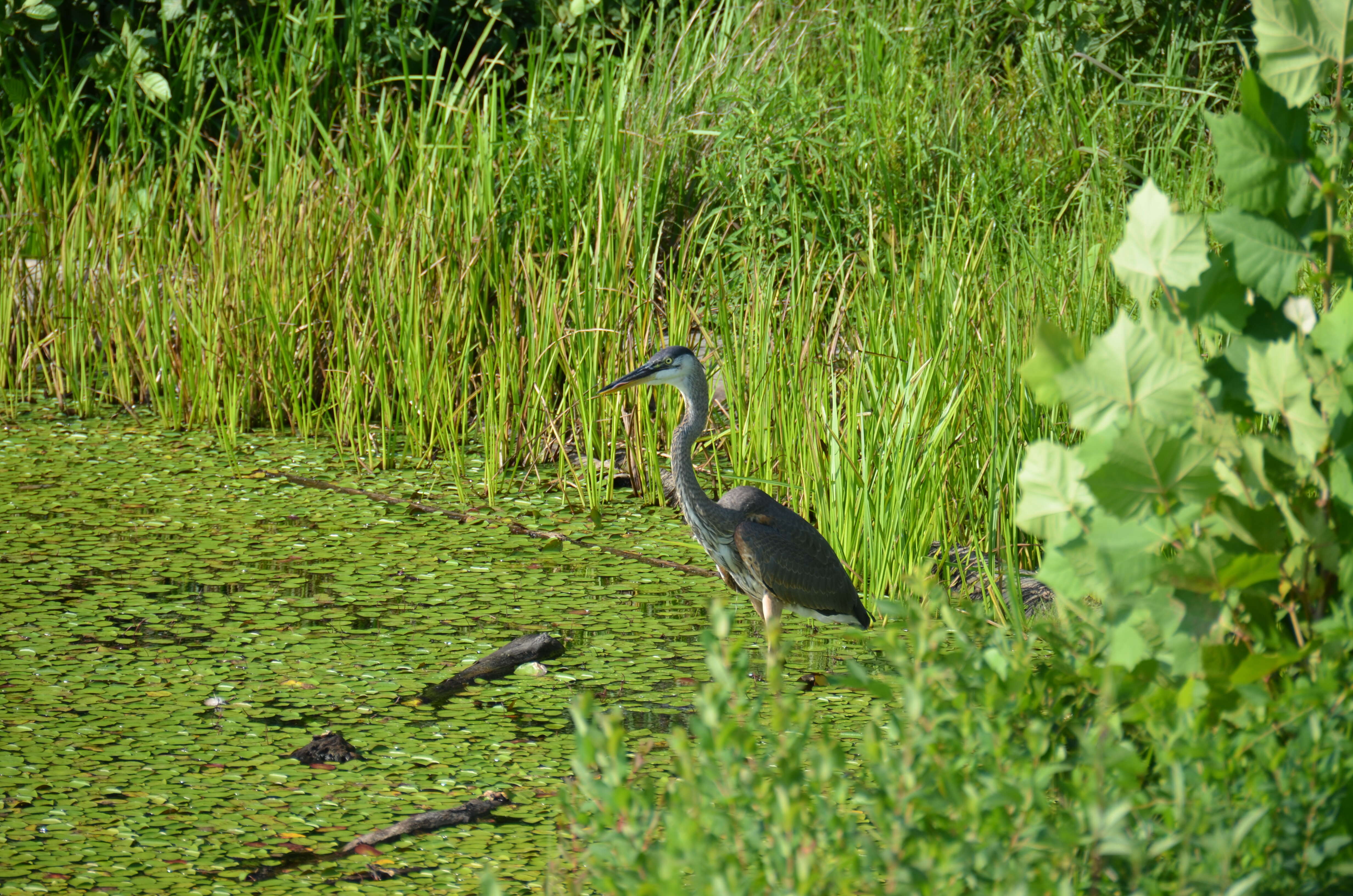 Image of Great Blue Heron