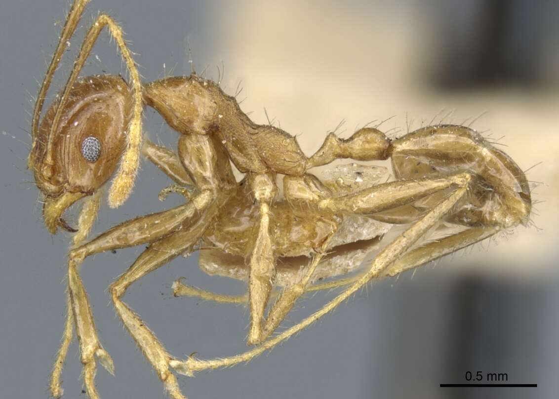 Image of Pheidole multidens Forel 1902