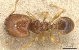 Image of Pheidole lobulata Emery 1900