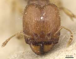 Image of Pheidole lobulata Emery 1900