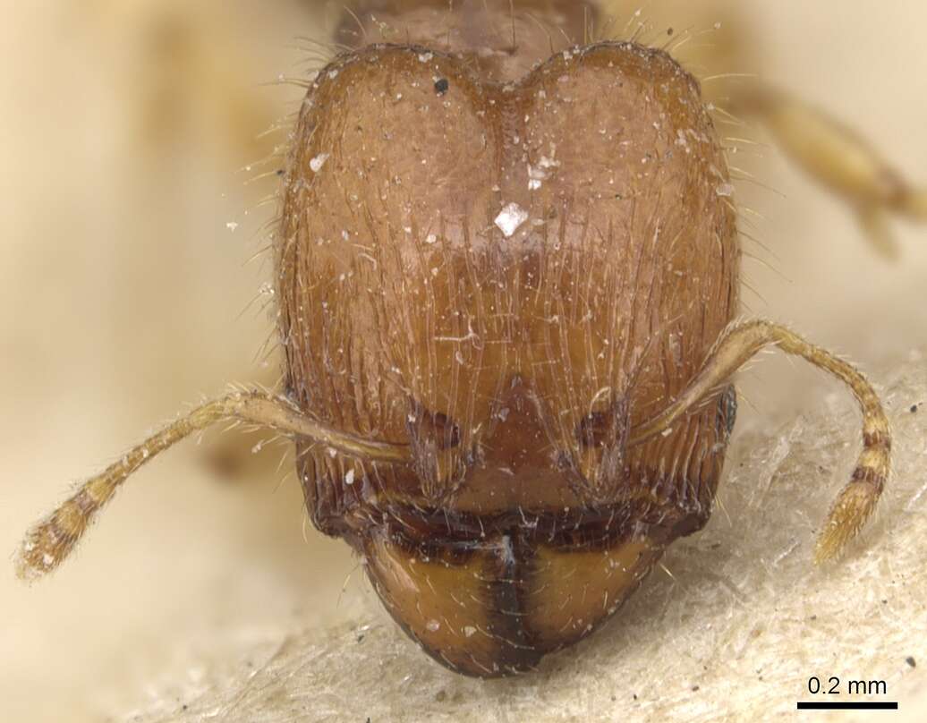 Image of Pheidole lobulata Emery 1900