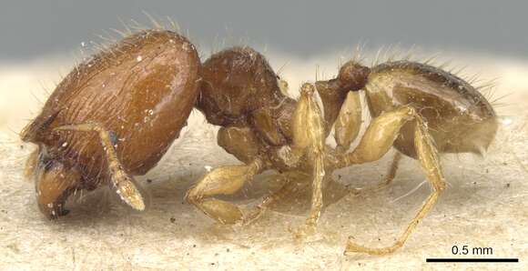 Image of Pheidole lobulata Emery 1900