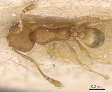 Image of Pheidole laminata Emery 1900