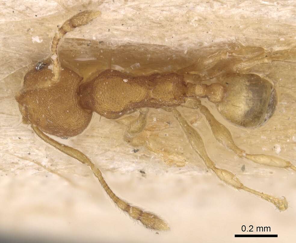 Image de Pheidole laminata Emery 1900