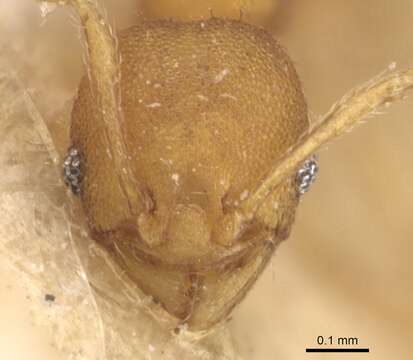 Image of Pheidole laminata Emery 1900