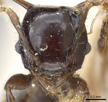 Image of Pheidole quadrispinosa (Smith 1865)