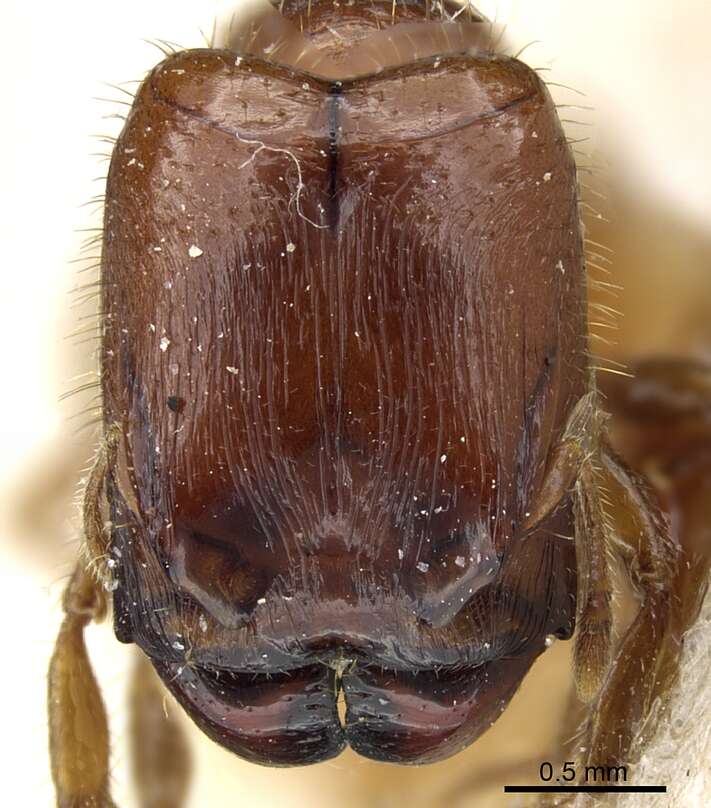 Pheidole aberrans Mayr 1868 resmi