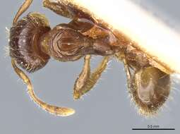 Pheidole aberrans Mayr 1868 resmi