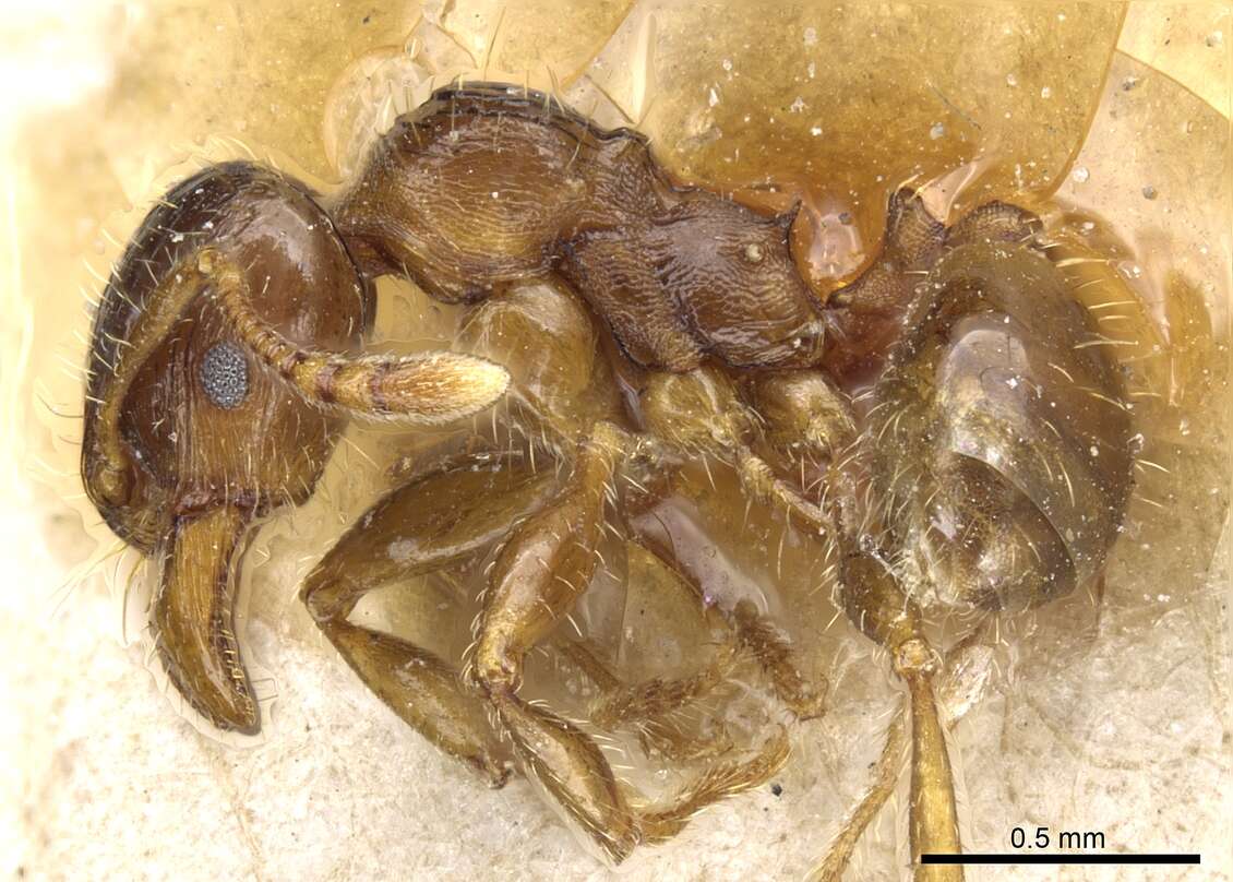 Pheidole aberrans Mayr 1868 resmi