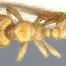 Image of Pheidole cavifrons Emery 1906