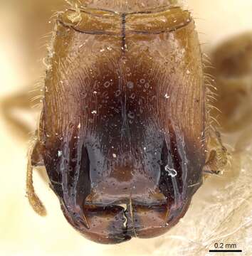 Image of Pheidole taurus Emery 1906