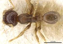 Image of Pheidole taurus Emery 1906