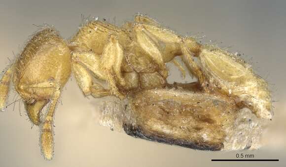 Plancia ëd Pheidole cavifrons Emery 1906