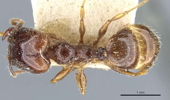 Image of Pheidole vallifica Forel 1901