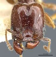 Image of Pheidole vallifica Forel 1901