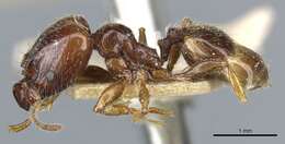 Image of Pheidole vallifica Forel 1901