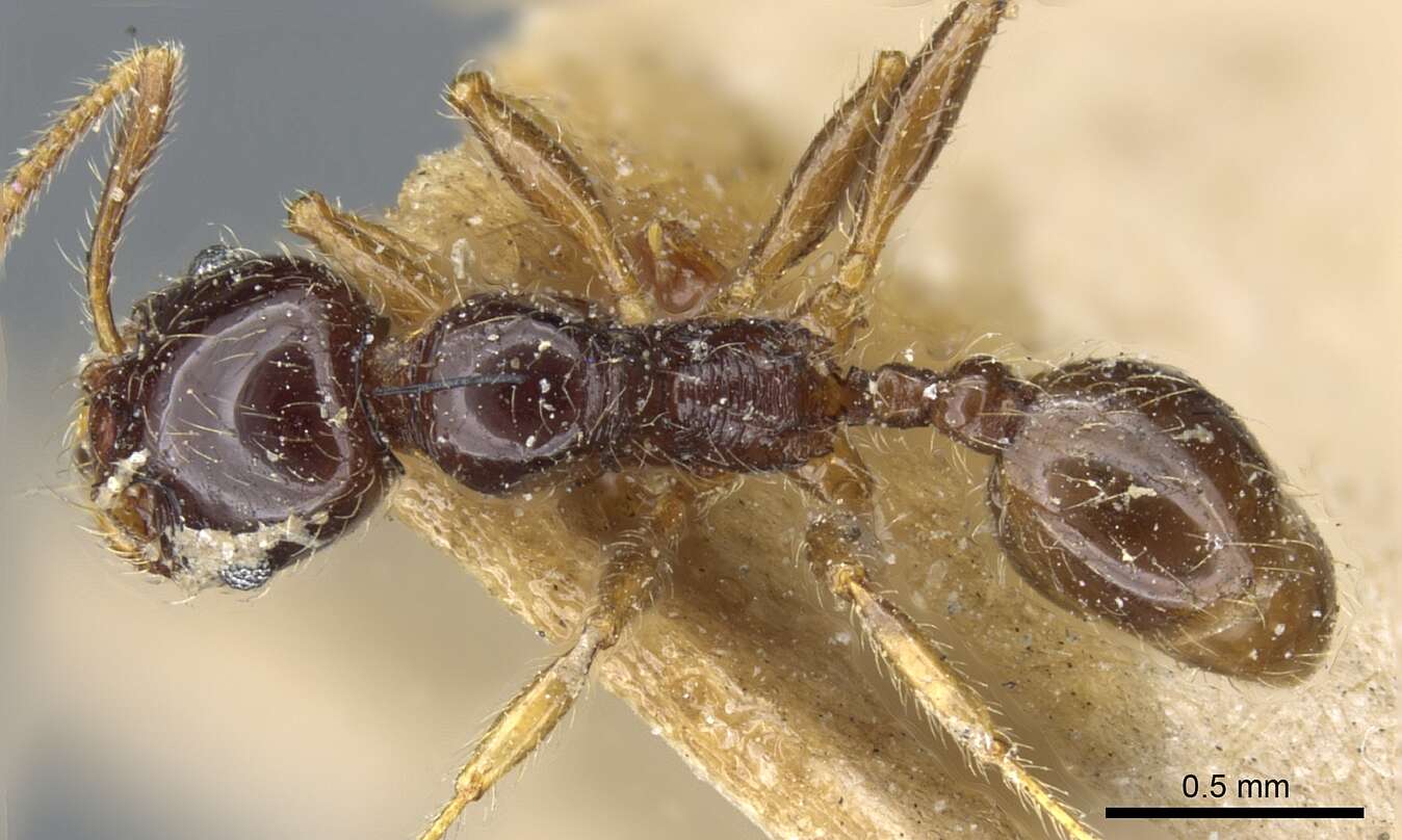 Image of Pheidole vallifica Forel 1901