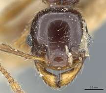 Image of Pheidole vallifica Forel 1901