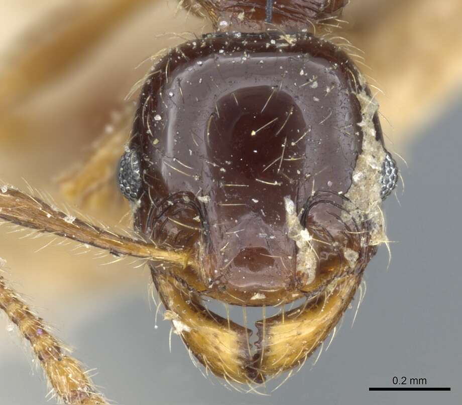 Image of Pheidole vallifica Forel 1901