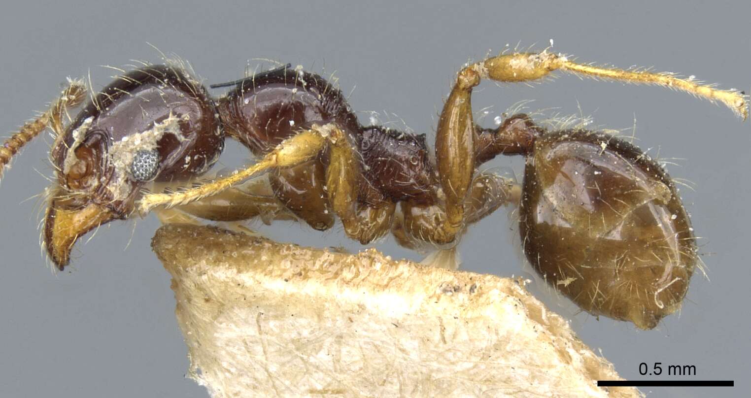 Image of Pheidole vallifica Forel 1901