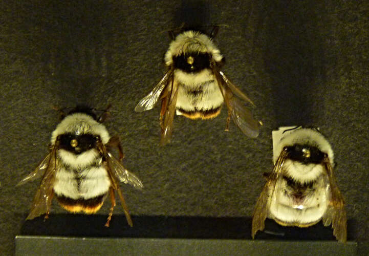 Image of Bombus incertus Morawitz 1881