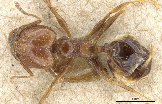 Image of Pheidole nitidula Emery 1888