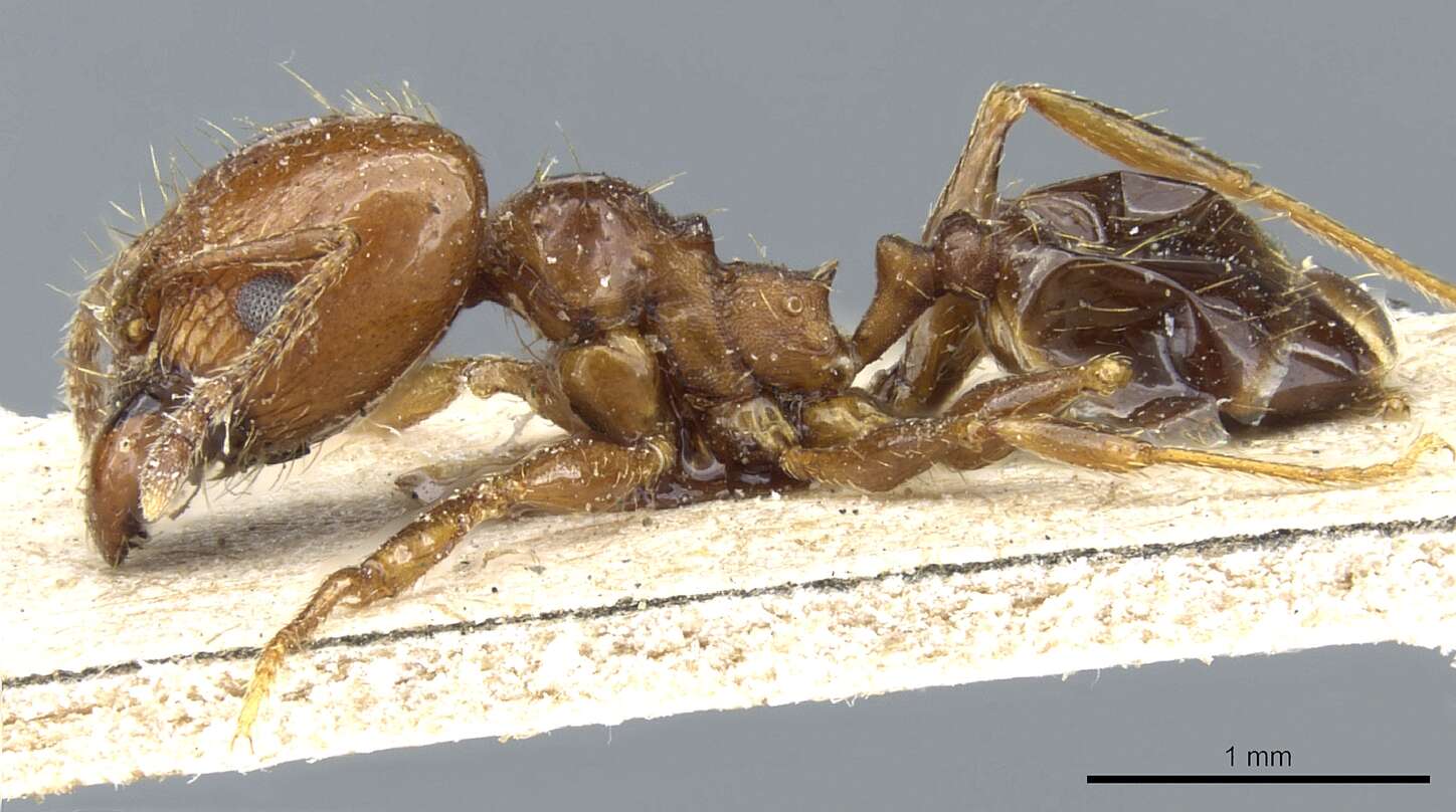 Image of Pheidole nitidula Emery 1888