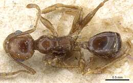 Image of Pheidole nitidula Emery 1888