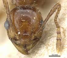 Image of Pheidole nitidula Emery 1888