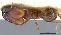 Image of Pheidole rogeri Emery 1896