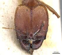 Image of Pheidole rogeri Emery 1896