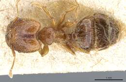 Image of Pheidole rosae Forel 1901