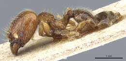 Image of Pheidole rosae Forel 1901