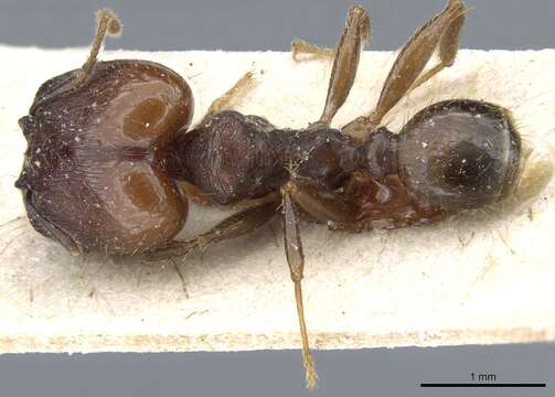 Image of Pheidole exarata Emery 1896