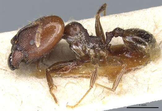 Image of Pheidole exarata Emery 1896