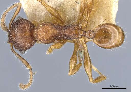 Pheidole brevicona Mayr 1887 resmi