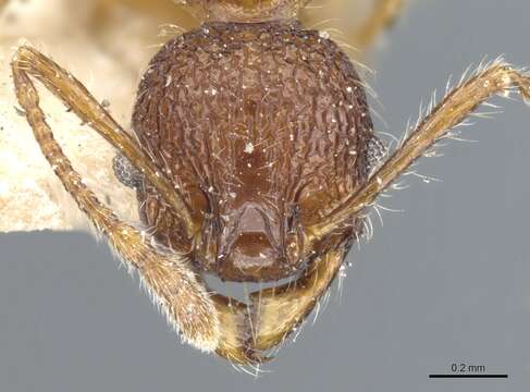 Pheidole brevicona Mayr 1887的圖片