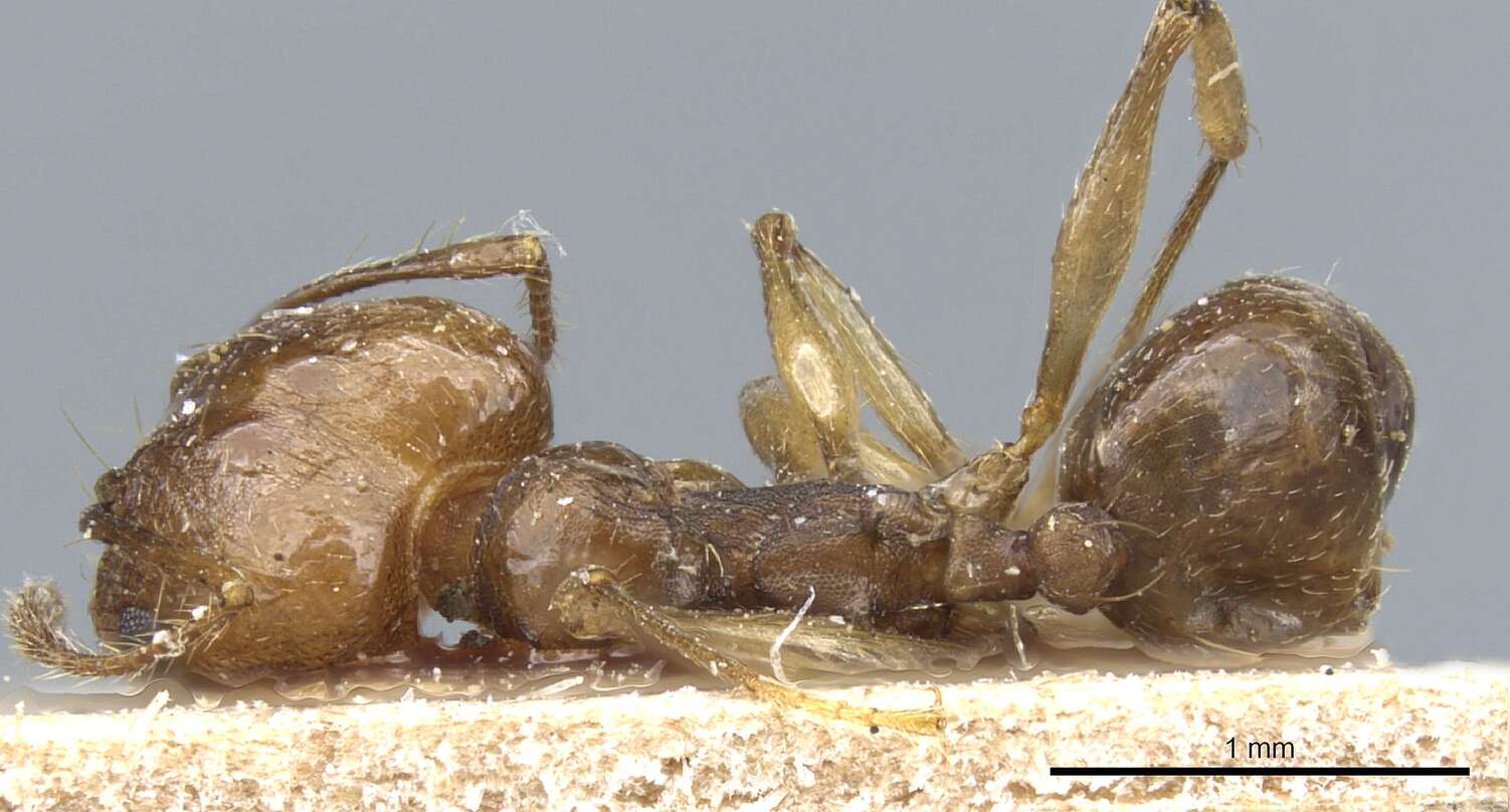 Image of Pheidole pubiventris Mayr 1887