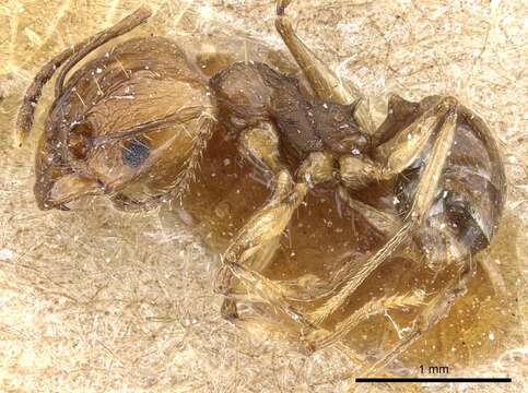 Image of Pheidole pubiventris Mayr 1887